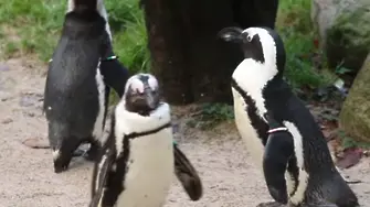 Хомосексуални пингвини откраднали яйце на друга двойка