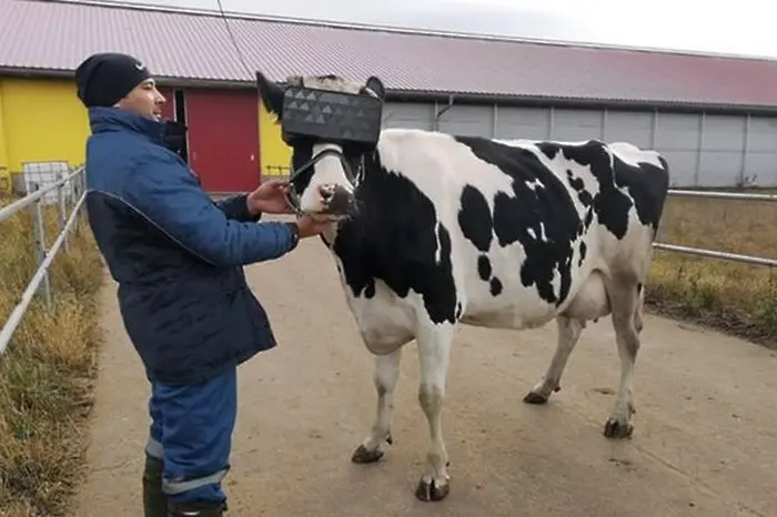 Руснаци слагат очила на крави да увеличат млеконадоя