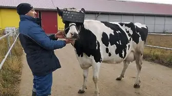 Руснаци слагат очила на крави да увеличат млеконадоя