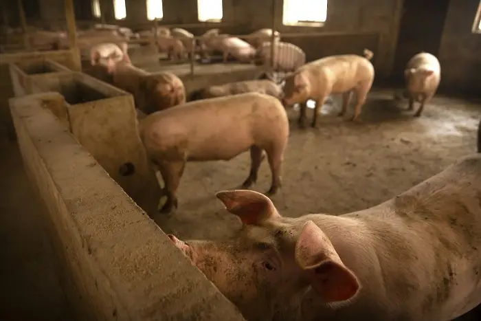 Африканската чума принуди Китай да спре вноса на свинско от Индонезия