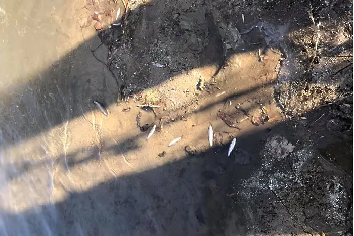 Стотици мъртви риби изплуваха от река Марица