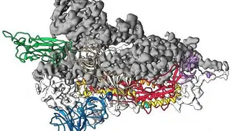 Учени разкриха ключов белтък на коронавирус, правят ваксина