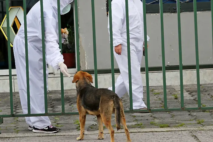 Двете кучета, заразени със SARS-CoV-2 - вероятно от собствениците си