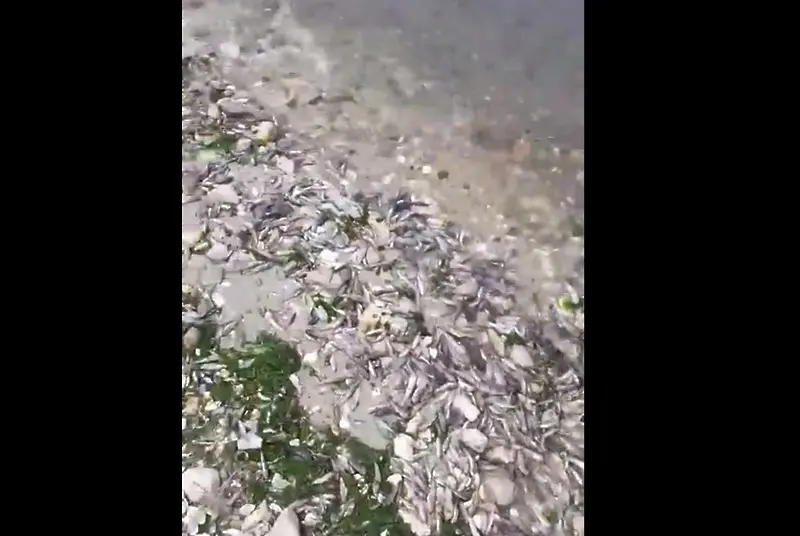 Варненското езеро изхвърли мъртва риба (ВИДЕО)