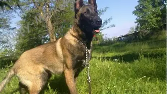 Полицейско куче надуши четвърт милион евро на летището във Франкфурт