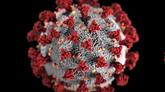Коронавирусът оставя антитела, които атакуват здрави тъкани