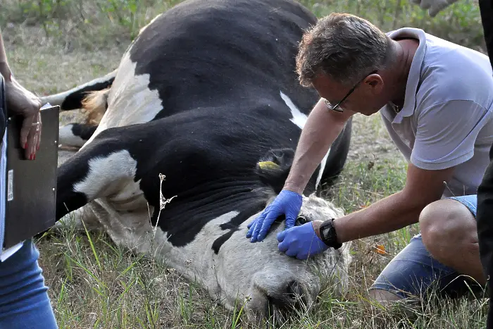 Държавата обезщетява собственика на отровените крави край Марица