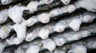 Във ферми за развъждане на норки в Дания бе открита