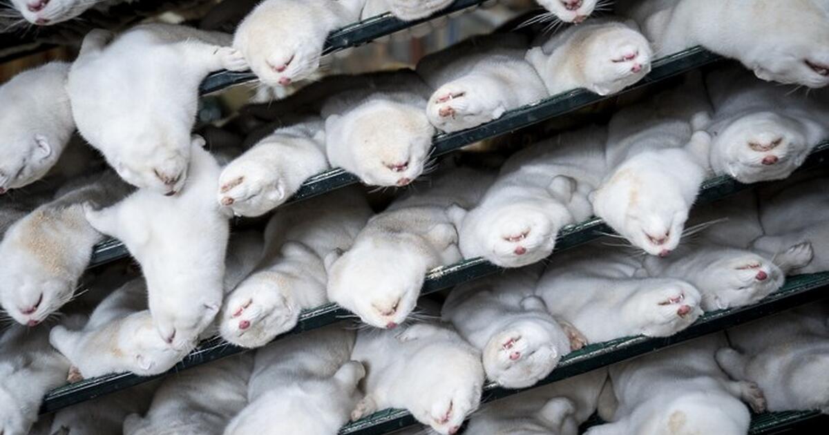 Във ферми за развъждане на норки в Дания бе открита