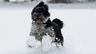 Кучетата са по-застрашени през зимата
