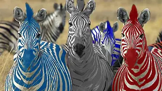 Към 19,00 часа: равенството между втората и третата зебра се запазва