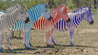 Втора агенция към 12,00 часа: засега състезанието на зебрите върви без изненади