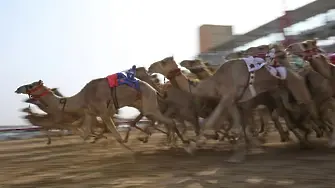 Най-големият фестивал за камили ще се проведе в Саудитска Арабия (ВИДЕО)
