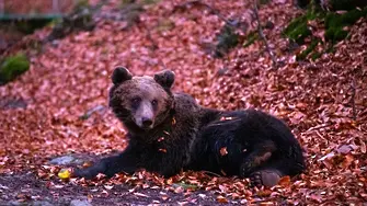 По случай Мечкинден WWF разказва историята на мечока Живко