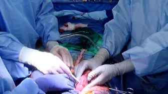 Първа трансплантация на два бъбрека от прасе на човек