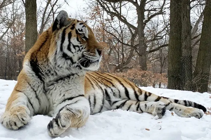 Тигърът Путин умря от сърдечен арест в САЩ