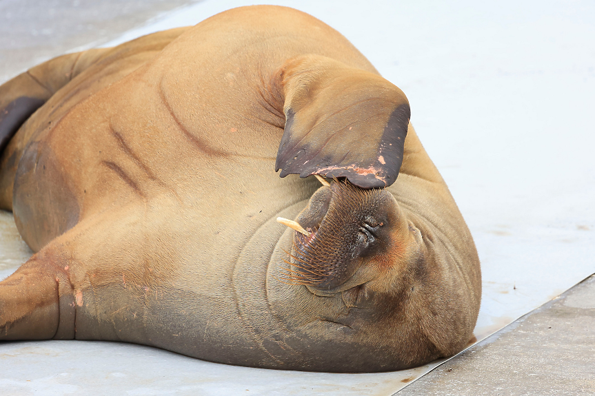 Любимият морж на Норвегия беше евтаназиран
