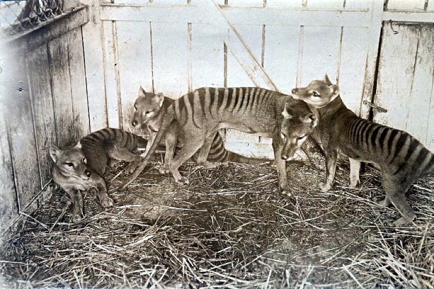 Учени от Австралия и САЩ ще възкресяват тасманийския тигър