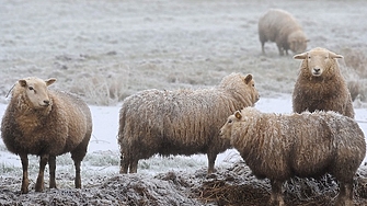 Многоуважаеми избирателю Скъпи суверенчо Най прекрасно суверенченце Българските политици безспорно са всичко друго но