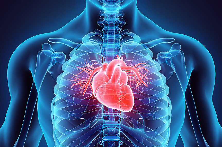Подсладителите увеличават риска от сърдечносъдови заболявания