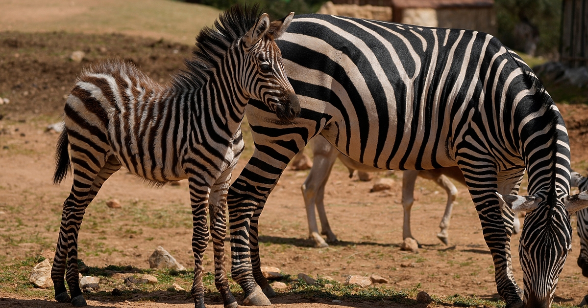 Талисманът на медията Клуб Z - зебрата, вече съществува съвсем реална