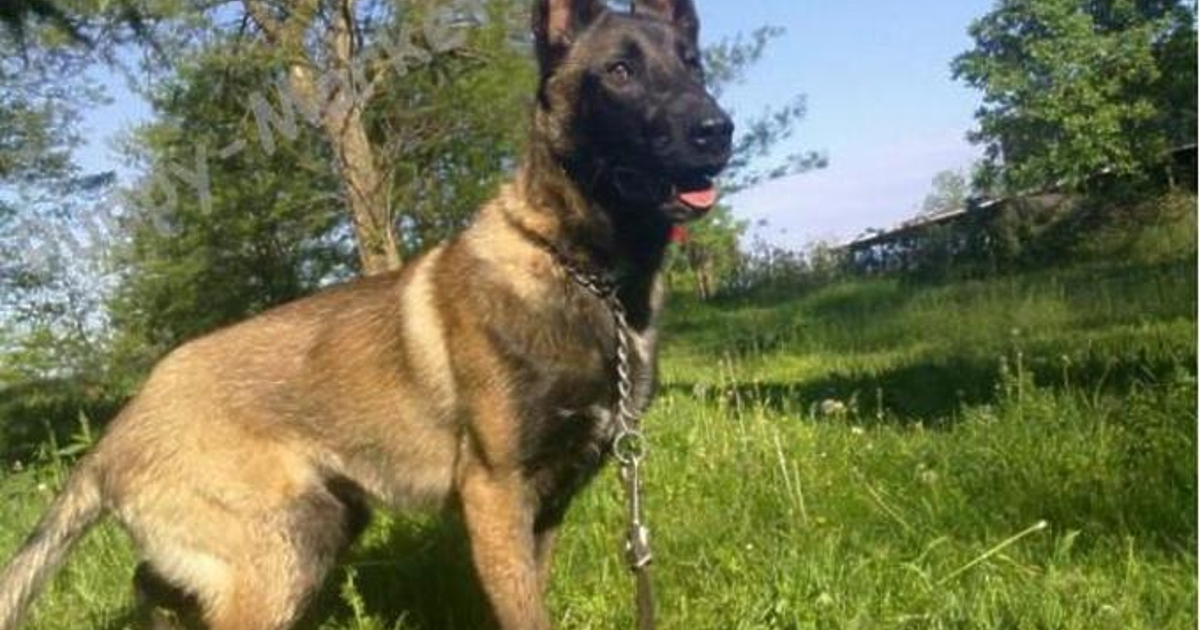 Германската полиция съобщи, че е задържала мъж, който е оказал