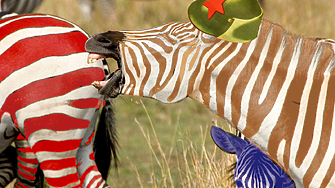 Към 12 00 ч извънредния кръг от националния шампионат за зебри