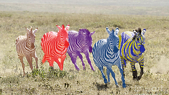 Втората зебра лекичко дръпва напред и скъсява дистанцията с първата