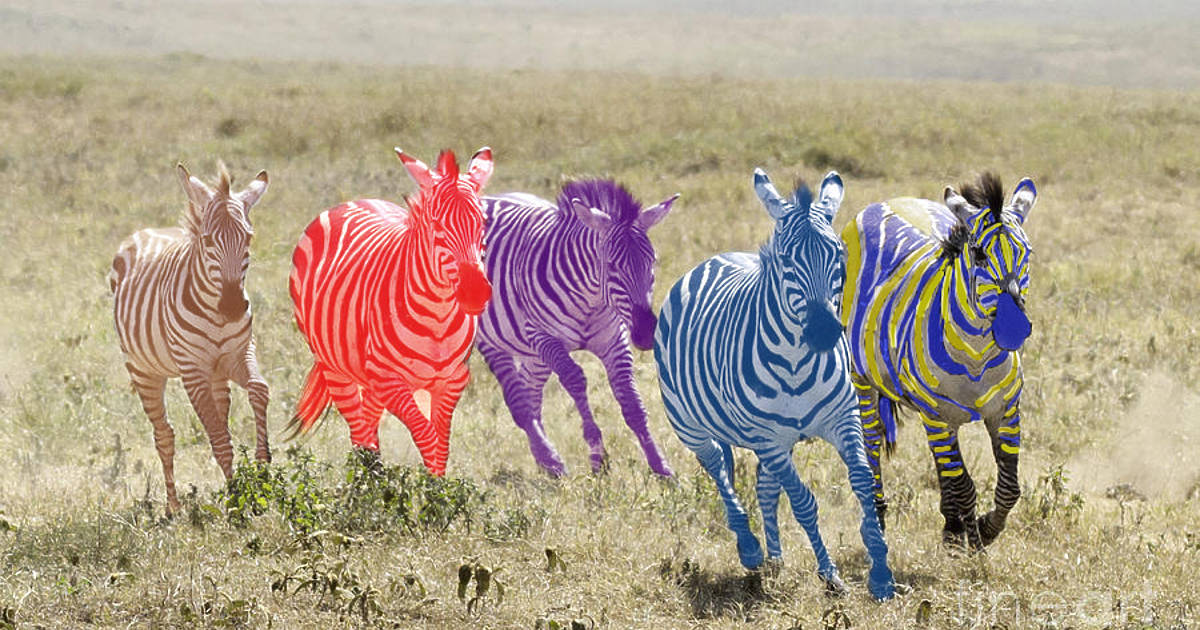 Втората зебра лекичко дръпва напред и скъсява дистанцията с първата