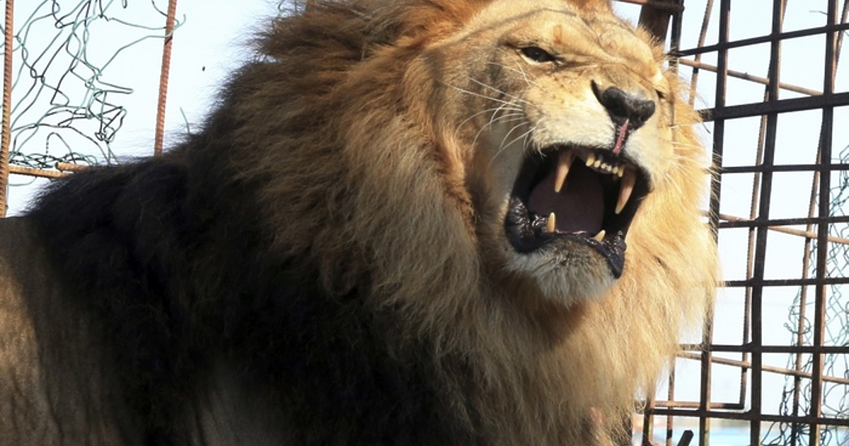 Пет лъва избягаха от зоната, която обитават в зоологическата градина