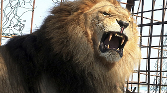 Пет лъва опитаха да избягат от зоопарка в Сидни