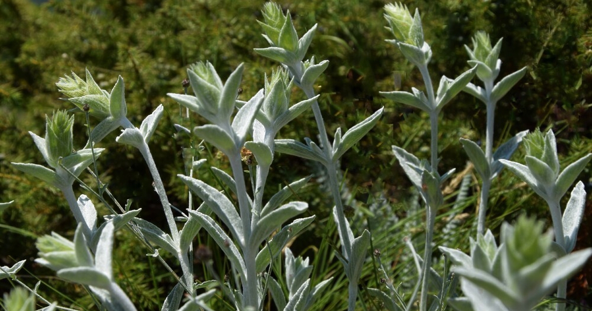 Sideritis elica (Родопска елика) - Sideritis elica Aneva, Zhelev &