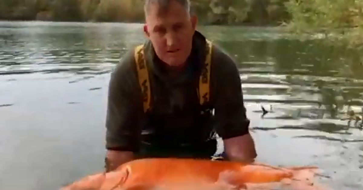 Как си представяте златните рибки? Достатъчни малки и деликатни, за