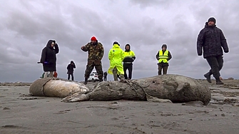 Близо 2500 тюлена са открити мъртви по бреговете на Каспийско море в
