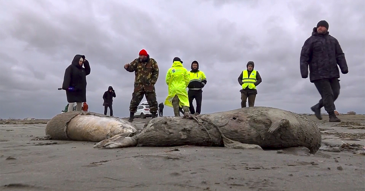 Близо 2500 тюлена са открити мъртви по бреговете на Каспийско море в