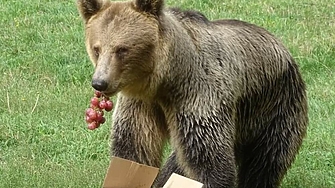 Изготвени са проект на структура и функции включително и прогнозен