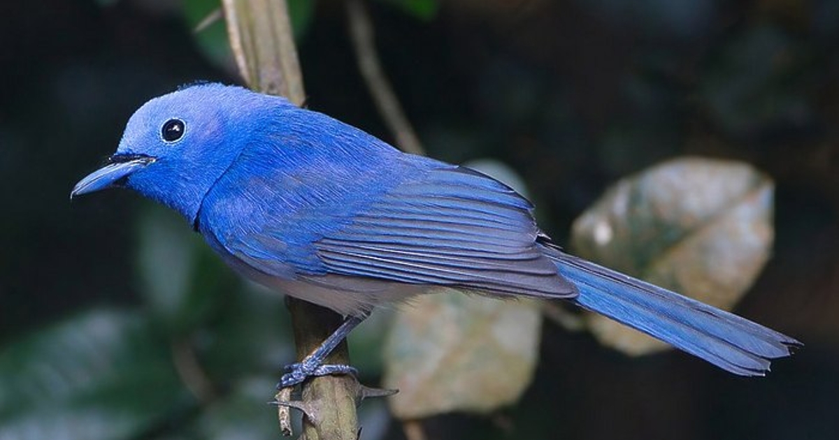 Платената версия на Twitter - Twitter Blue - отново е