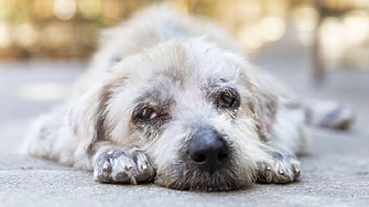 През последните три години над 1060 са регистрираните от Министерството на вътрешните
