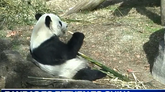 щата Тенеси връща две големи панди дадени на заем