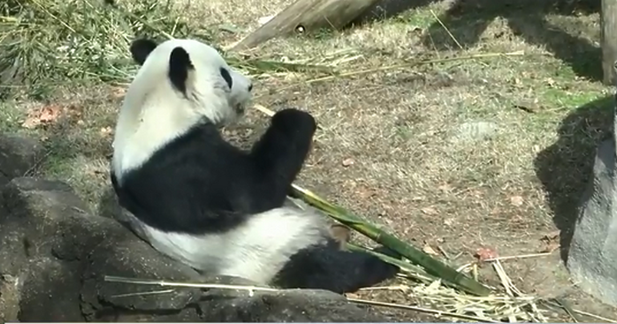 , щата Тенеси, връща две големи панди, дадени на заем