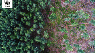 Престъпленията срещу природата са третата най доходоносна криминална дейност в света