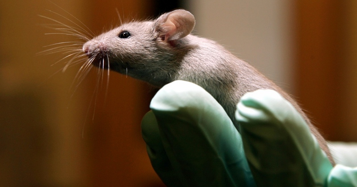 В лаборатории в Бостън стари, слепи мишки, мозъкът им става
