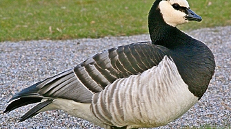 50 вида животни на европейския континент са възстановили популациите си