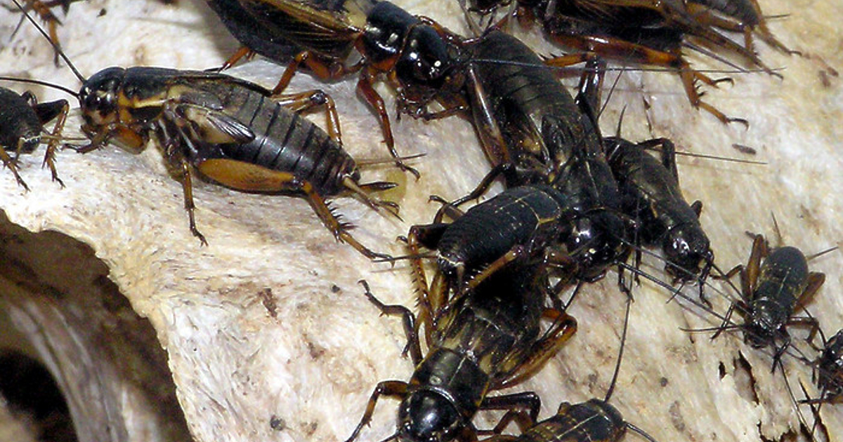 От вчера вече можем да ядем щурци. А от утре