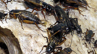 Щурците и бръмбарите влизат в блюдата в ЕС