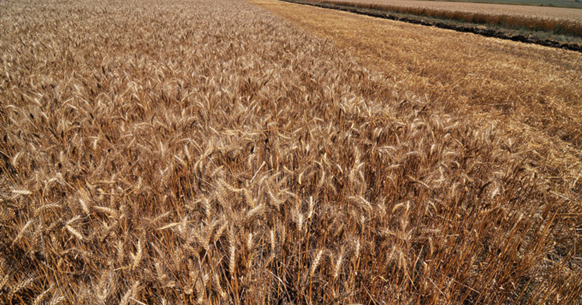 Пшеница, царевица, слънчоглед: с войната в Украйна световните цени на