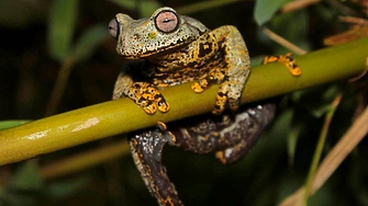 Нов вид водна жаба с бледорозови очи и пръсти изпъстрени