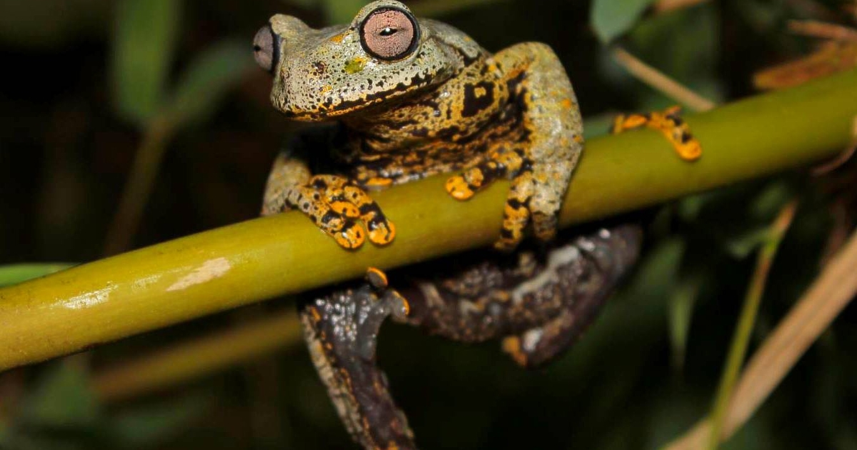 Нов вид водна жаба с бледорозови очи и пръсти, изпъстрени