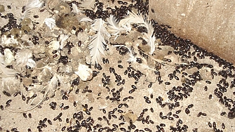 В стотици видимо дирижирани и кампанийно подредени постове във