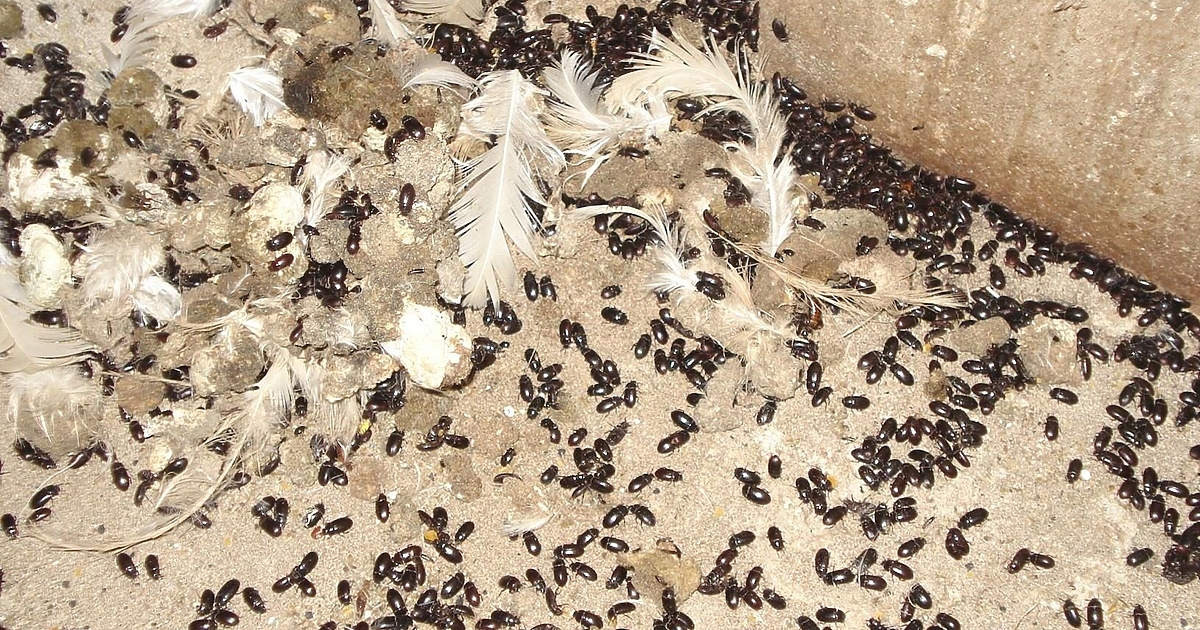 В стотици - видимо дирижирани и кампанийно подредени, постове във